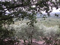 vittello-20100924 010